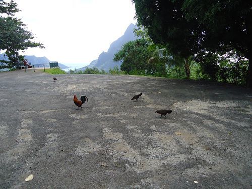 波里尼西亞旅遊 大溪地鄰島茉莉亞島moorea