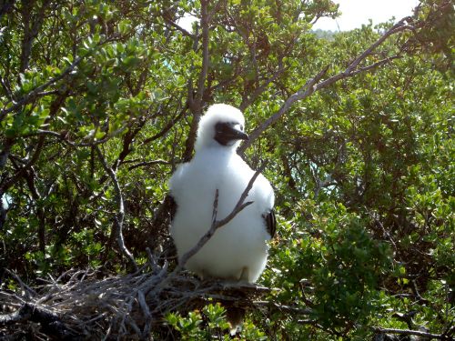 玻里尼西亞旅遊mataiva 鳥之島