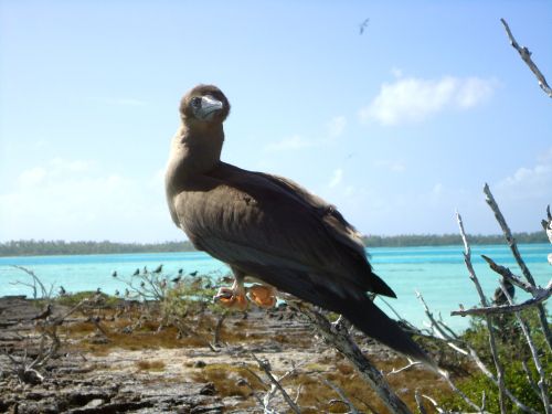 玻里尼西亞旅遊mataiva 鳥之島